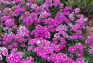 園丁花卉節(jié) 花樣過年，我們一起‘沾花惹草’