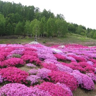 河源宿根花卉批發 點亮花園的持久之美
